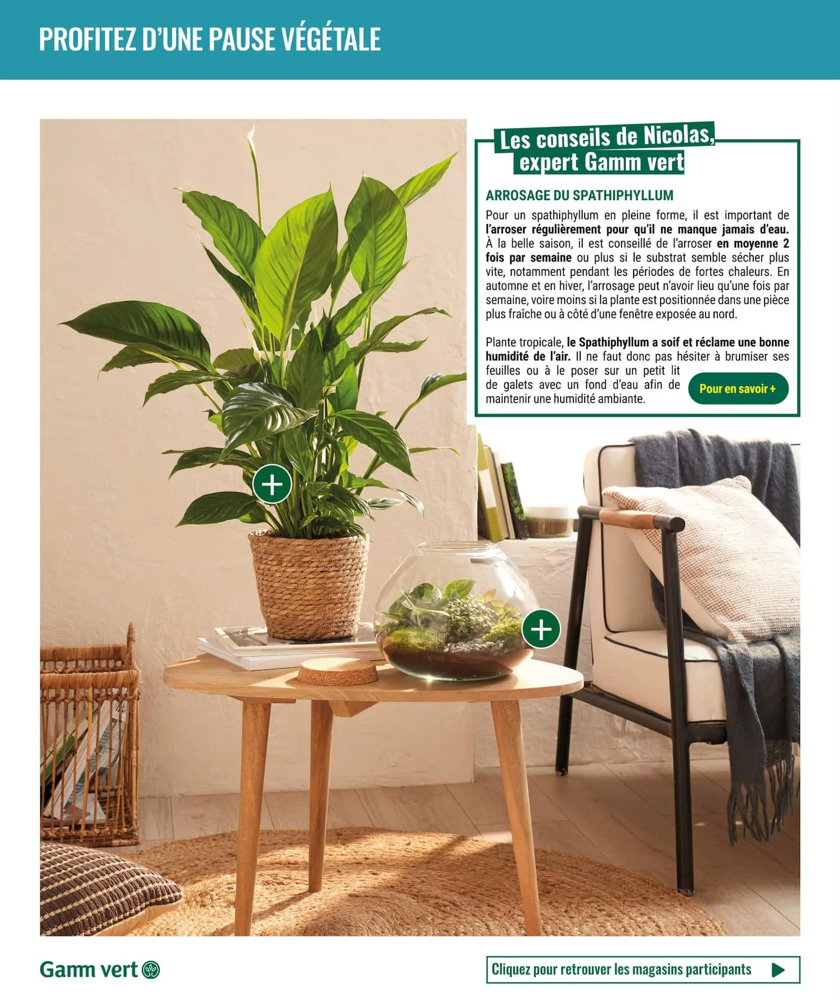 Catalogue Spécial plantes d'intérieur, page 00004