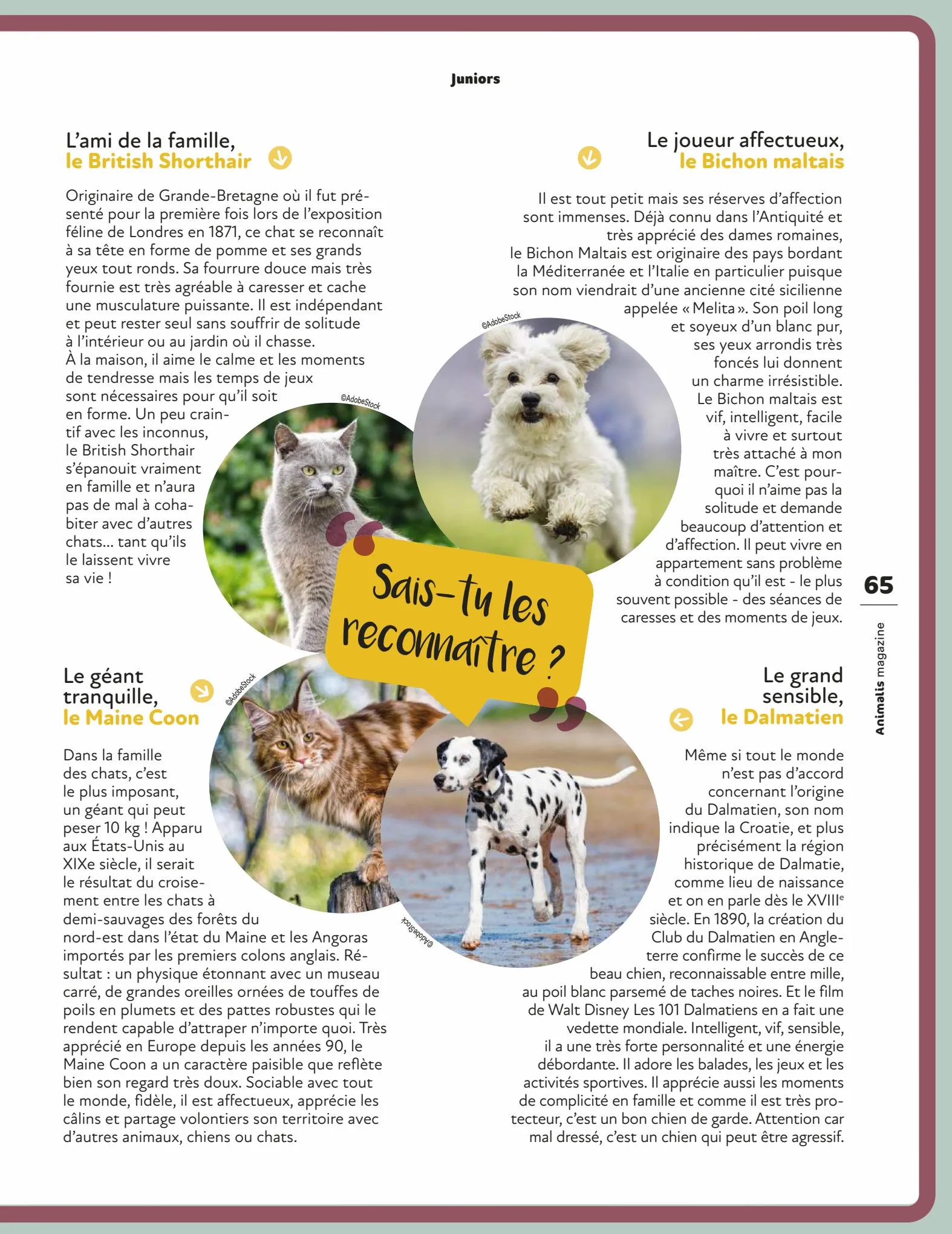 Catalogue Magazine Animalis, page 00065