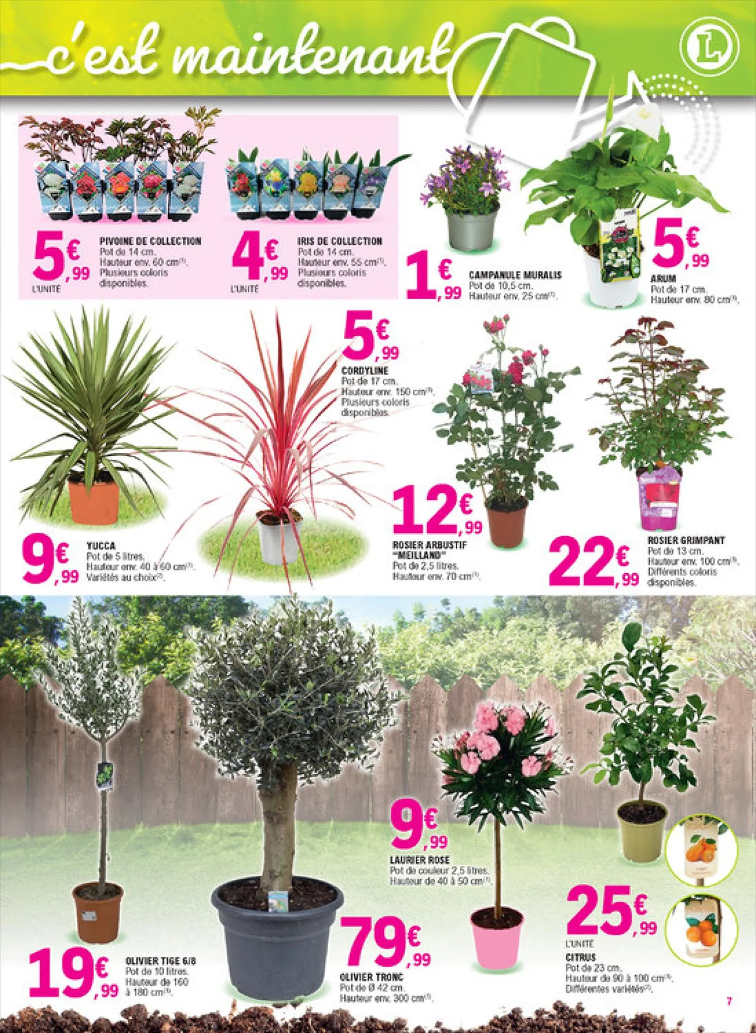 Catalogue Mon jardin fleuri à petit prix!, page 00007