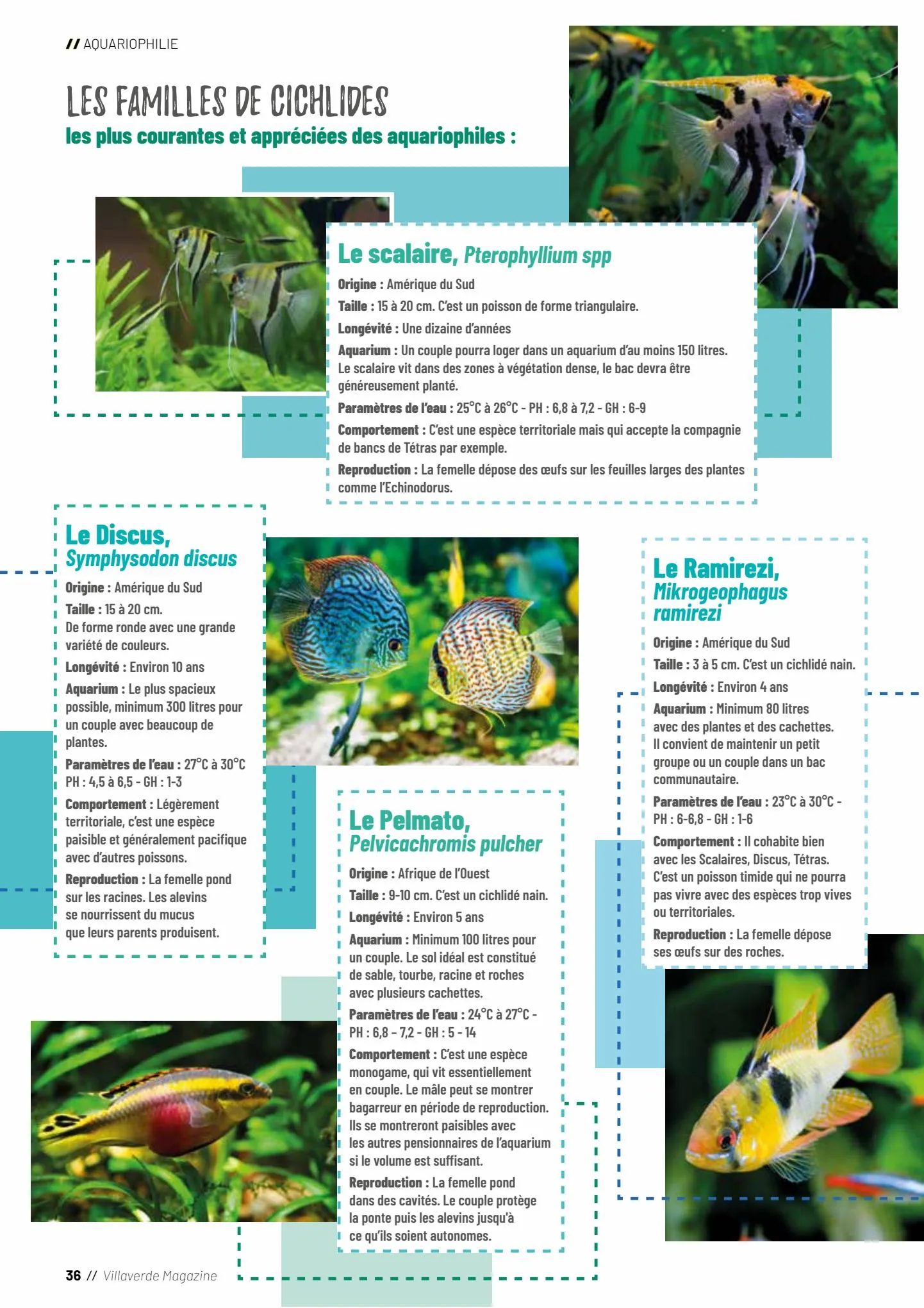 Catalogue VillaVerde C R É AT I F S REGARDS ANIMALERIE 2022, page 00036