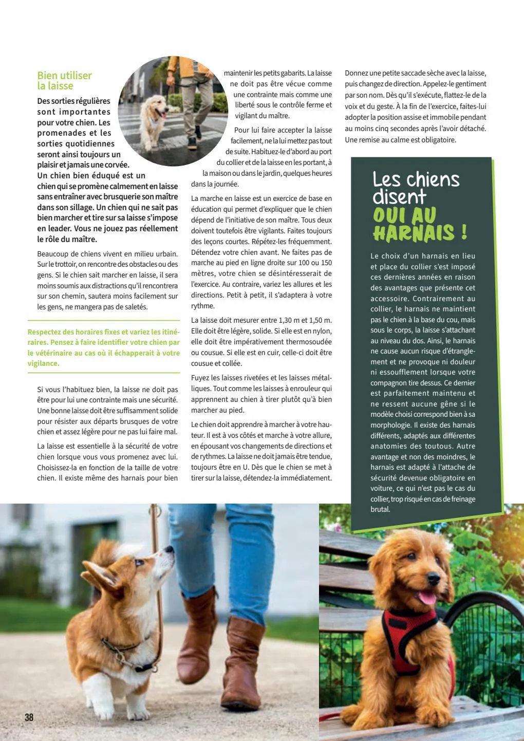 Catalogue Guide chiens et chats 2022-2023, page 00038