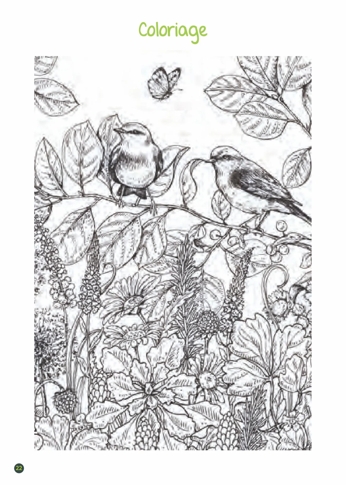 Catalogue Guide les oiseaux de jardin, page 00022