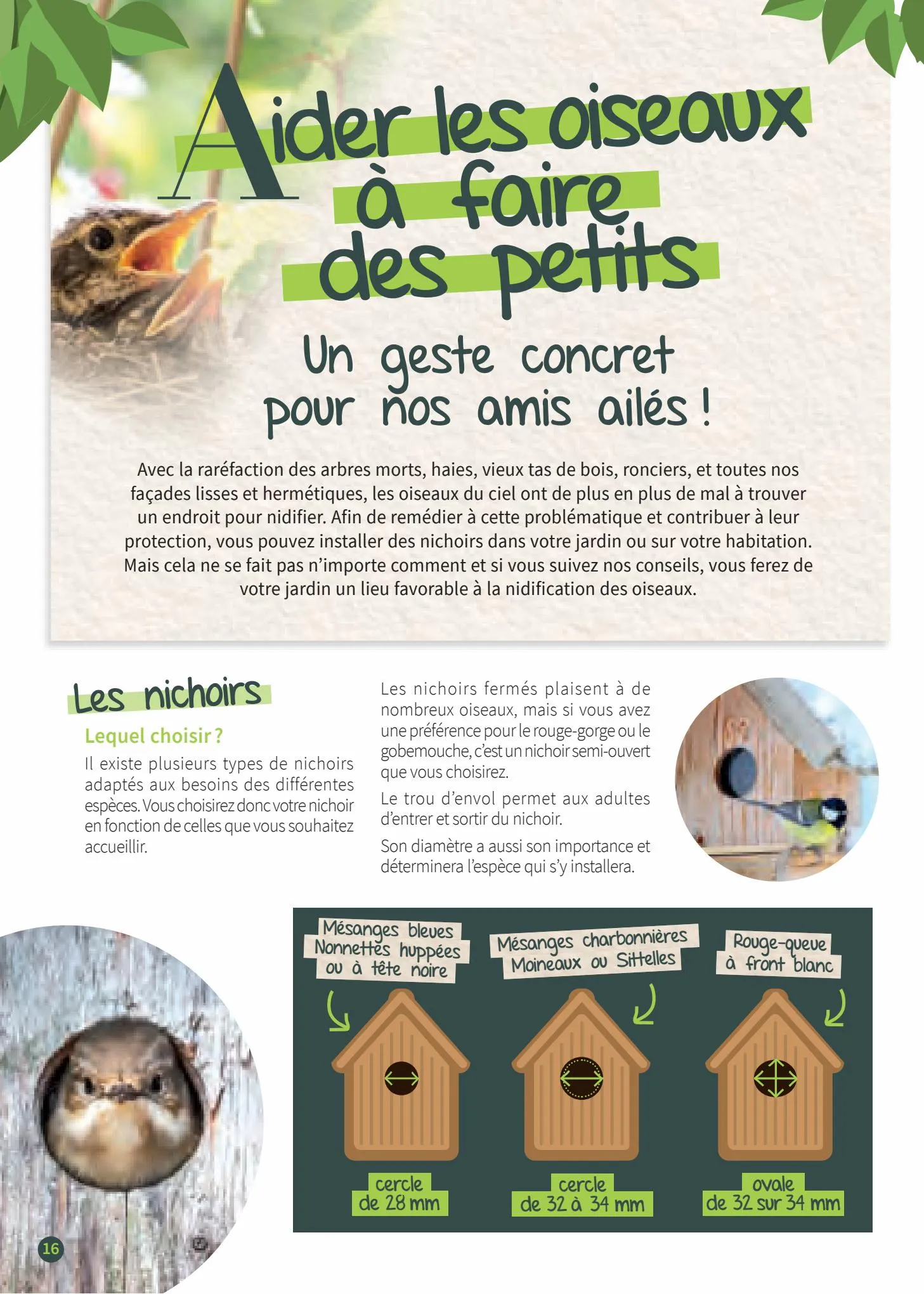 Catalogue Point Vert Guide les oiseaux de jardin, page 00016