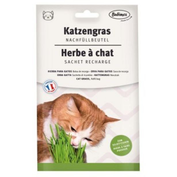 Herbe pour chat - Sachet recharge 100g