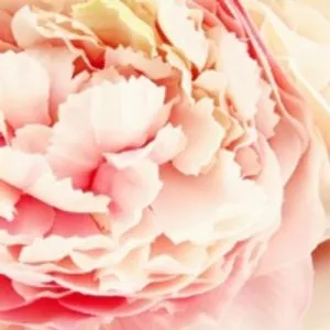 Bouquet de Fleurs 35cm Rose offre à 23,98€ sur E.Leclerc Brico
