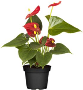 Anthurium Dark Red Fleurs offre à 20,95€ sur Côté Nature