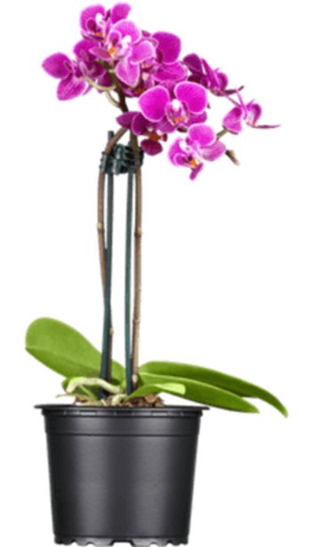 Orchidée Parfumée 2 tiges offre à 24,95€ sur Côté Nature