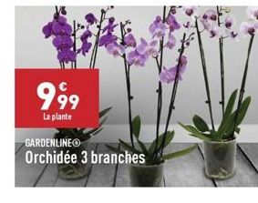 999  La plante  GARDENLINEO Orchidée 3 branches