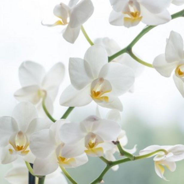 Phalaenopsis blanc offre à 26,9€ sur Le Jardin des Fleurs