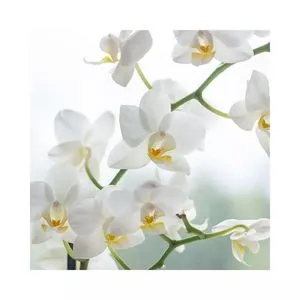 Orchidée blanche offre à 26,9€ sur Le Jardin des Fleurs