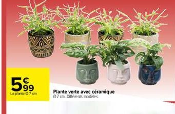   99 Laplante 7 om  Plante verte avec céramique 7 cm. Différents modèles.
