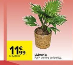 119,  Le voor  Livistonia Pot 84 cm dans panier deca