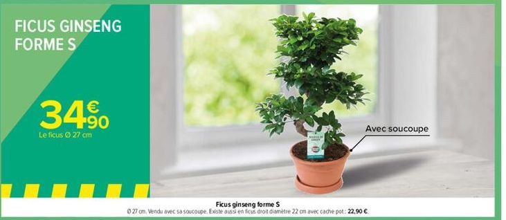 ficus ginseng