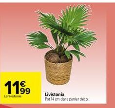 119,  Le voor  Livistonia Pot 84 cm dans panier deca