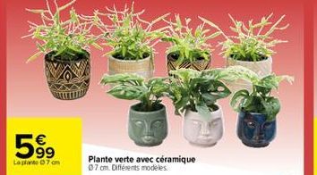   99 Laplante 7 om  Plante verte avec céramique 7 cm. Différents modèles.