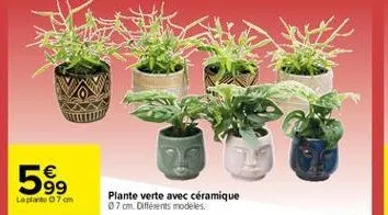  99 laplante 7 om  plante verte avec céramique 7 cm. différents modèles.
