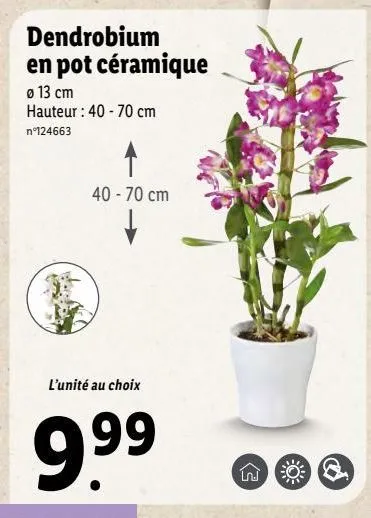 dendrobium en pot ceramique