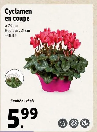 cyclamen en coupe