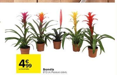 1  +99 Le tromda  Bromelia 012 cm. Plusieurs colors
