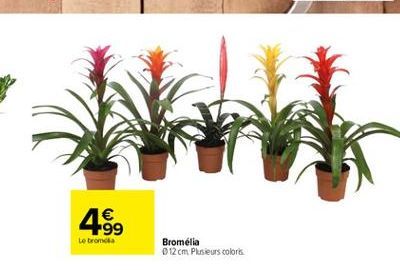 1  +99 Le tromda  Bromelia 012 cm. Plusieurs colors