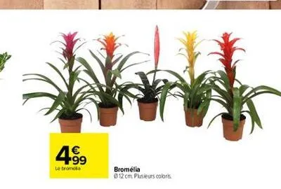 1  +99 le tromda  bromelia 012 cm. plusieurs colors