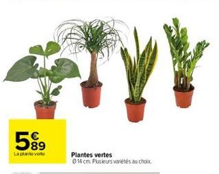 plantes