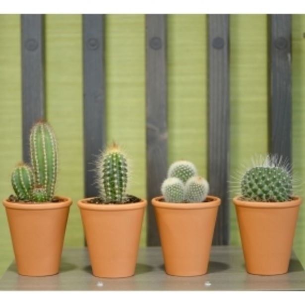 Les Inséparables, assortiment de 4 cactus offre à 20€ sur Carrément Fleurs