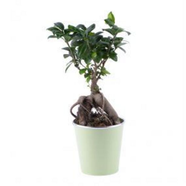 Bonsai Ficus offre à 30€ sur Carrément Fleurs