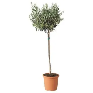 Plante en pot offre à 15,99€ sur IKEA