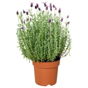 Plante en pot offre à 4,5€ sur IKEA
