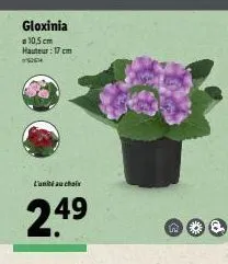 gloxinia  105 cm hauteur : 17 cm  lundi au chal