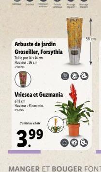 56 cm  Arbuste de jardin Groseiller, Forsythia Taille pot 14x14 cm Hauteur : 56 cm  Vriesea et Guzmania a 13 cm Hauteur : 41 cm in 230  L'ula chale  3.99