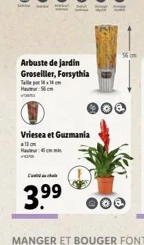 56 cm  arbuste de jardin groseiller, forsythia taille pot 14x14 cm hauteur : 56 cm  vriesea et guzmania a 13 cm hauteur : 41 cm in 230  l'ula chale  3.99