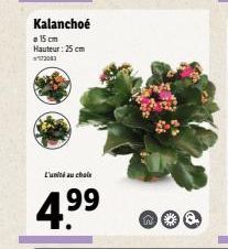 kalanchoe