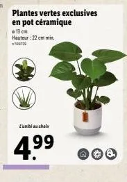 plantes vertes exclusives en pot céramique o 13 cm hauteur : 22 cm mit  l'una chale  4.99  o@