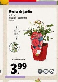 Rosier de jardin oll cm  Hauteur : 25 cm min  25 cm min.  Eau chale  3.99