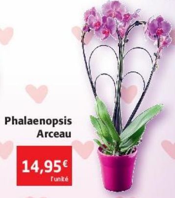Phalaenopsis Arceau