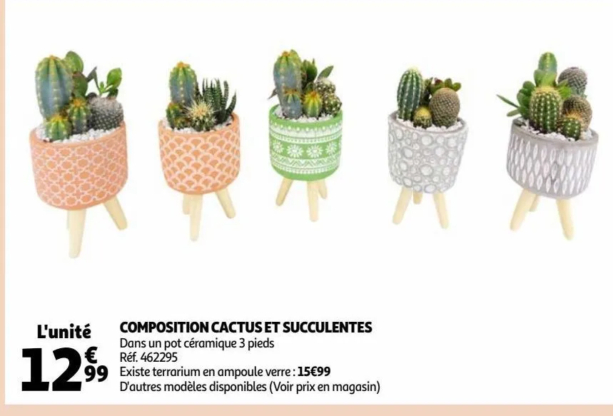 composition cactus et succulentes