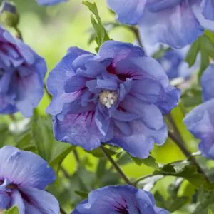 Hibiscus syriacus 'Blue chiffon' offre à 19,6€ sur Gamm vert
