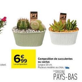 PT  699  La composition  Composition de succulentes ou cactus Largeur 20 cm Plusieurs modèles au choix  ORIGINE  PAYS-BAS