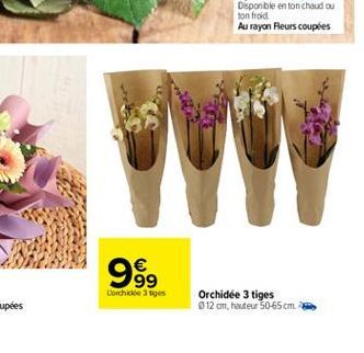 999    Lorchide 3 tiges  Orchidee 3 tiges 12 cm, hauteur 50-65cm