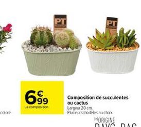 PT  699  La composition  Composition de succulentes ou cactus Largeur 20 cm Plusieurs modeles au choix  ORIGINE
