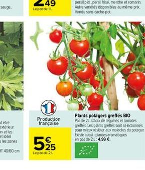 Production française  Plants potagers greffés BIO Pol de 2.Chou de legumes et tomates grofles Les plants grelles sont sélectionnés pour mieux résister aux maladies cu potager Easte tus plantes aromati