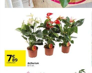 7.  Lithium  Anthurium  17 cm