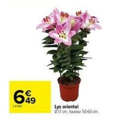 649    lelys  lys oriental 17 cm, hauteur 50 60 cm.