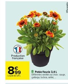 Floromedia  Production française  899  Lepo 60 34 L  8 Potee fleurie 3,4 L Diferentes variés au cholesauge. golonge.fuchsioilet