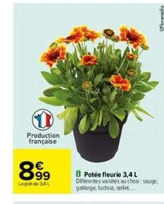 floromedia  production française  899  lepo 60 34 l  8 potee fleurie 3,4 l diferentes variés au cholesauge. golonge.fuchsioilet