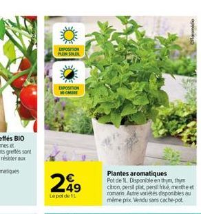 plantes aromatiques