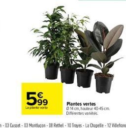 plantes