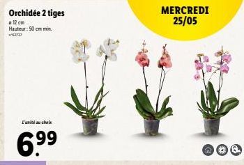 Orchidée 2 tiges  MERCREDI  25/05  o 12 cm Hauteur: 50 cm min. 27  Cunit au choke  6.99